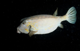 Komodo 2016 - Yellow boxfish - Poisson coffre jaune - Ostracion cubicus - IMG_6404_rc